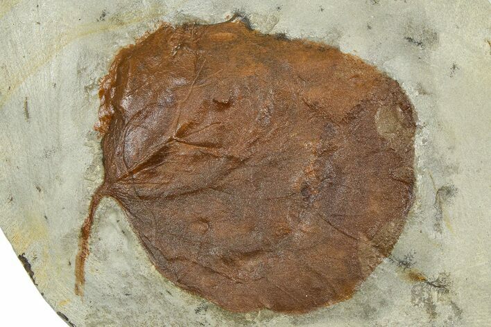 Paleocene Fossil Leaf (Zizyphoides) - Montana #377897